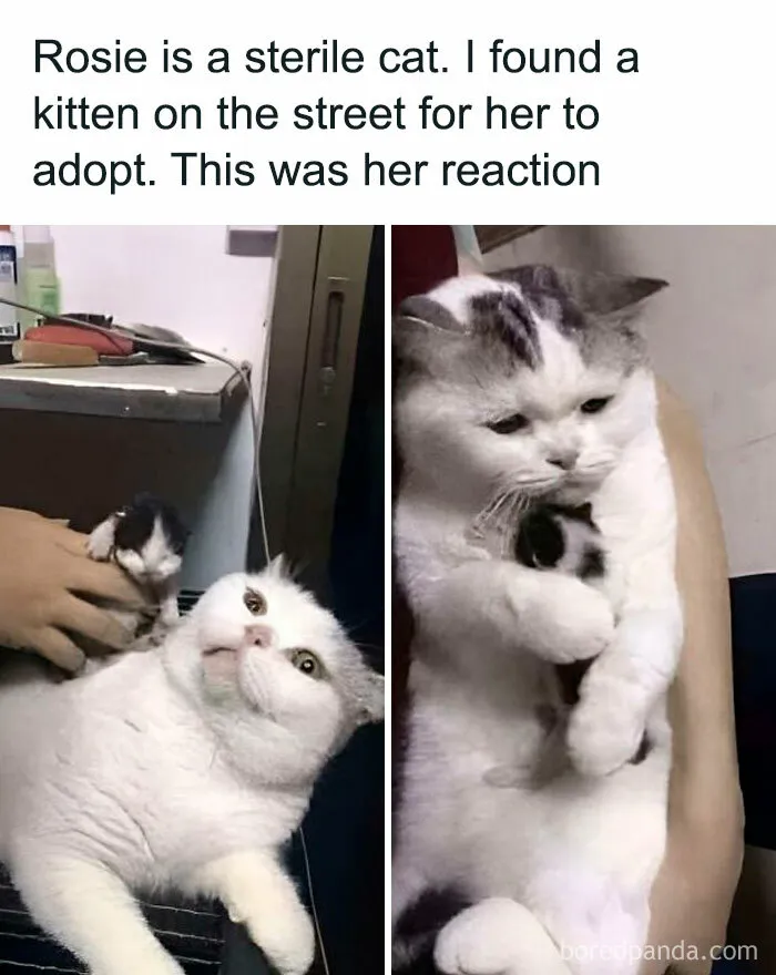 This FB Page Is Spreading Only Good Vibes And Here Are 50 Of Their Wholesome Memes