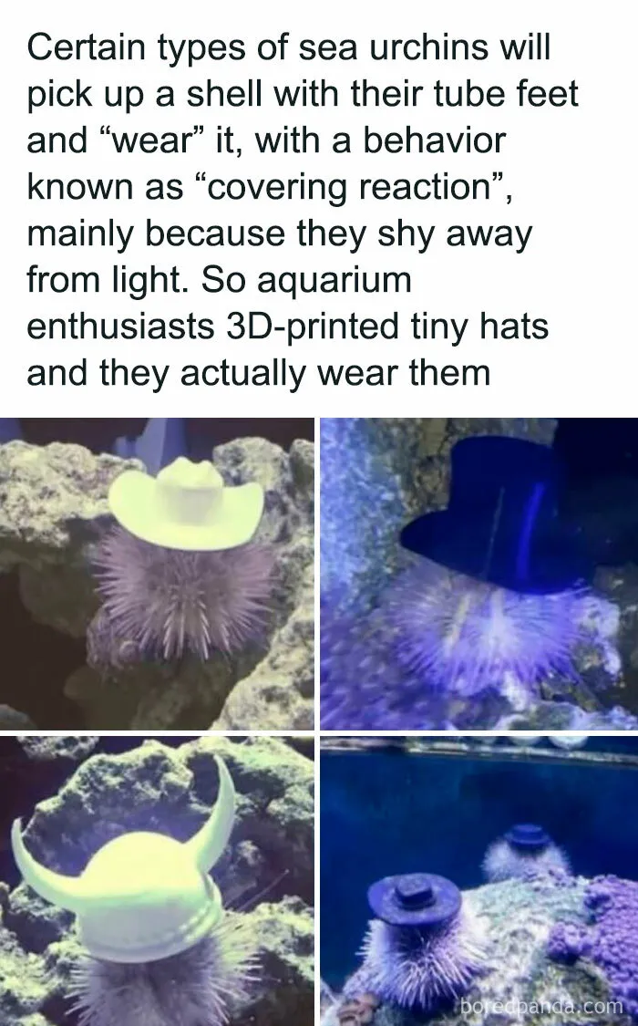 This FB Page Is Spreading Only Good Vibes And Here Are 50 Of Their Wholesome Memes