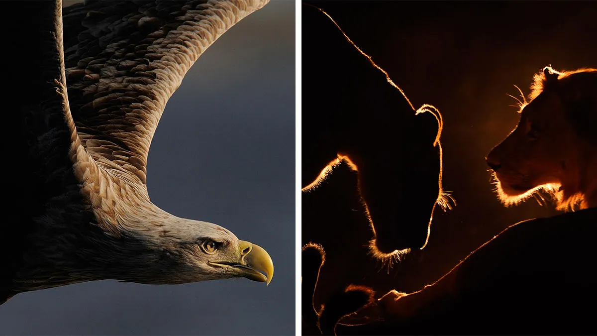 Photographer Captured 30 Captivating Images Depicting The Life Of Wild Animals