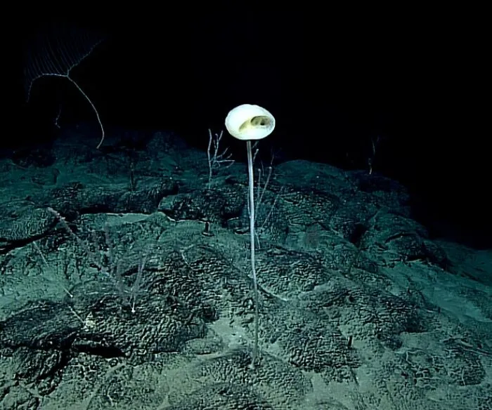 New Species (Porifera) From The Deep South Atlantic And North Pacific