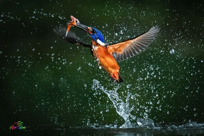 Magical Wildlife Photography By Ajar Setiadi (38 Pics)
