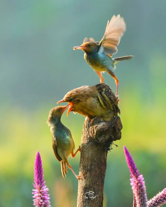 Magical Wildlife Photography By Ajar Setiadi (38 Pics)