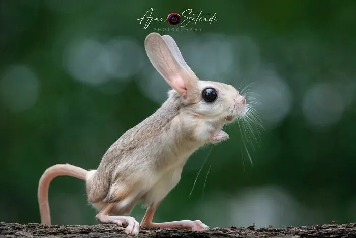 Magical Wildlife Photography By Ajar Setiadi (38 Pics)