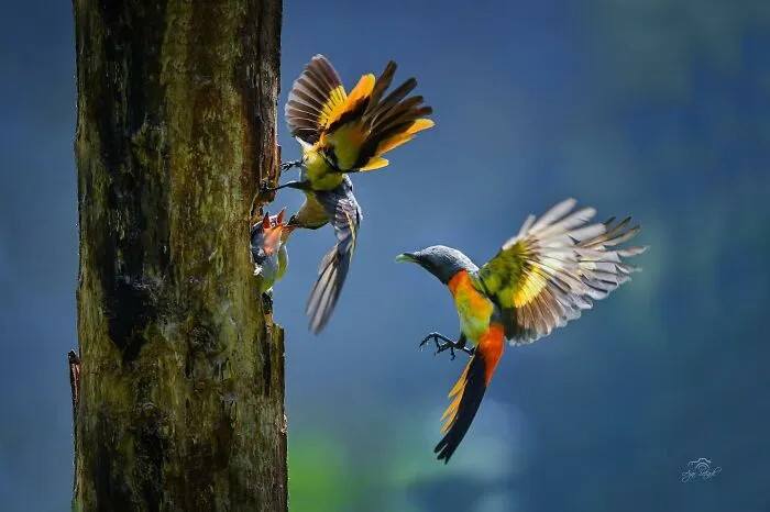 Magical Wildlife Photography By Ajar Setiadi (38 Pics)