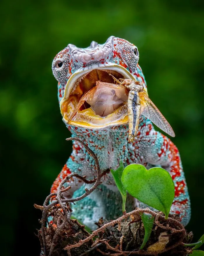 Magical Wildlife Photography By Ajar Setiadi (38 Pics)