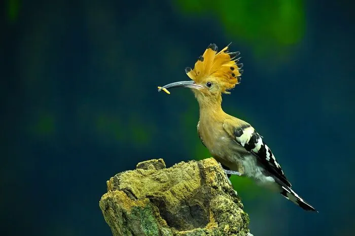 Magical Wildlife Photography By Ajar Setiadi (38 Pics)