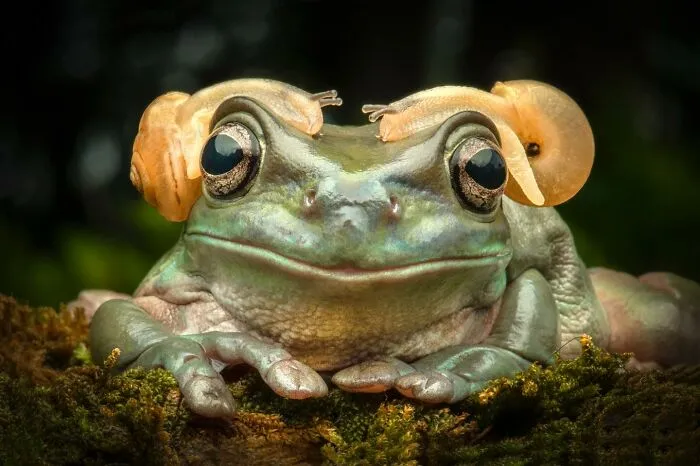 Magical Wildlife Photography By Ajar Setiadi (38 Pics)