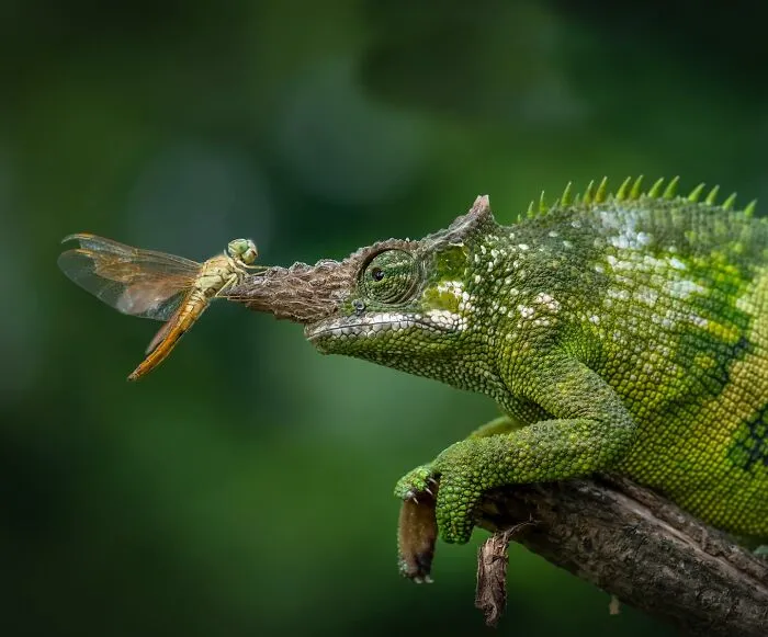 Magical Wildlife Photography By Ajar Setiadi (38 Pics)