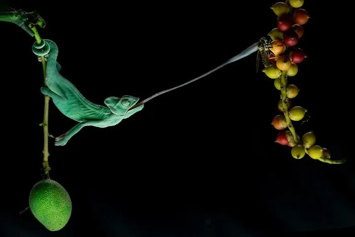 Magical Wildlife Photography By Ajar Setiadi (38 Pics)