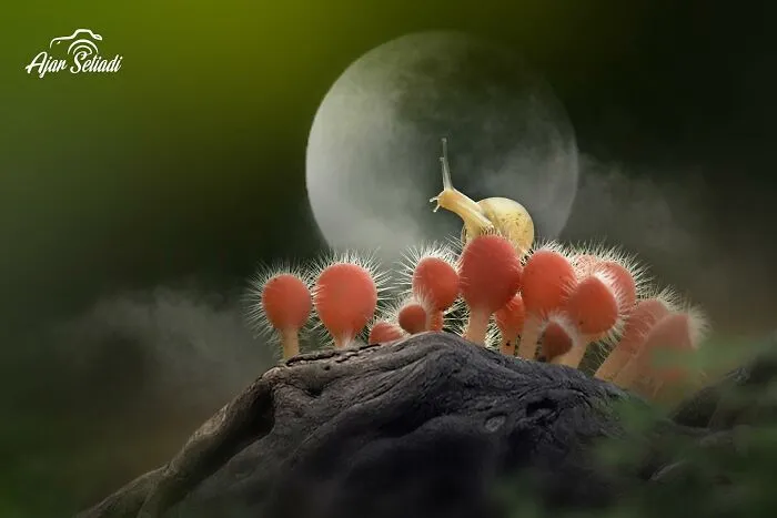 Magical Wildlife Photography By Ajar Setiadi (38 Pics)
