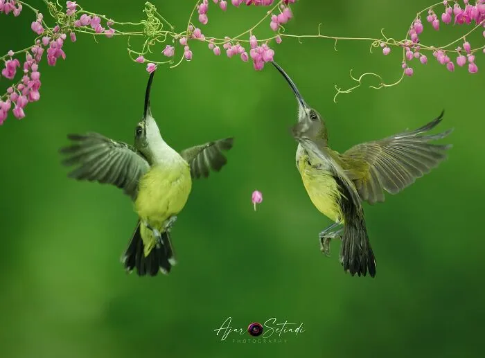 Magical Wildlife Photography By Ajar Setiadi (38 Pics)
