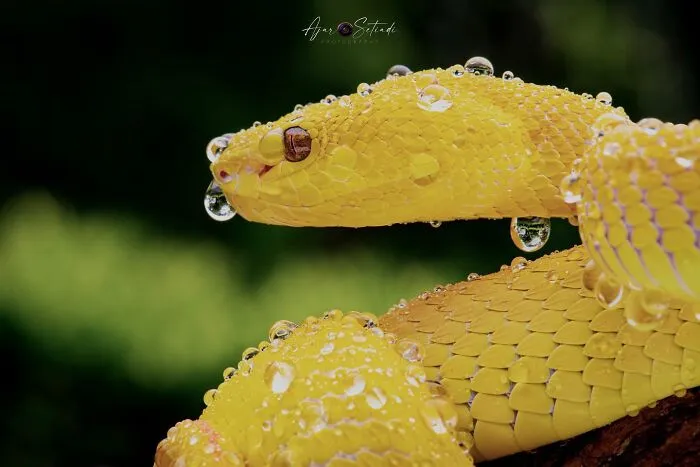 Magical Wildlife Photography By Ajar Setiadi (38 Pics)