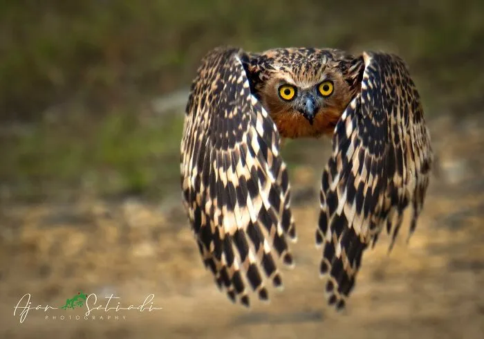 Magical Wildlife Photography By Ajar Setiadi (38 Pics)