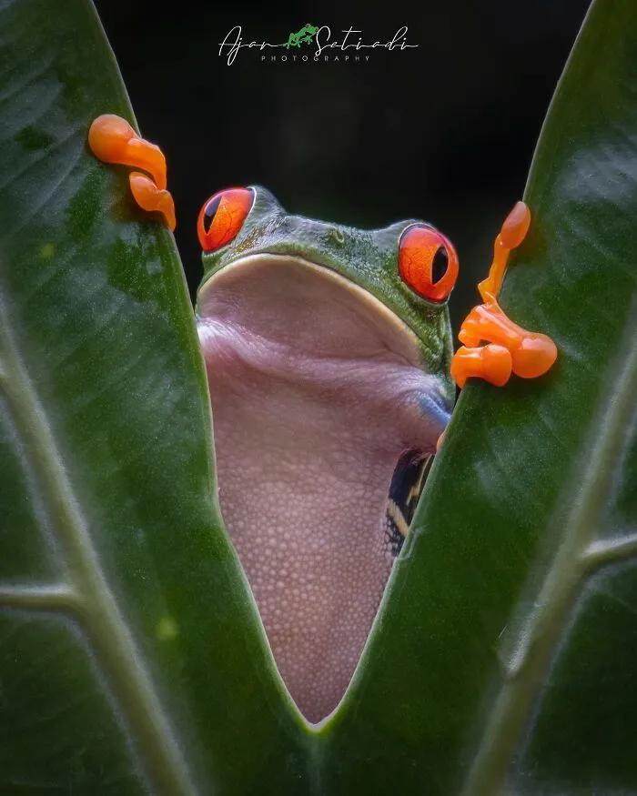 Magical Wildlife Photography By Ajar Setiadi (38 Pics)