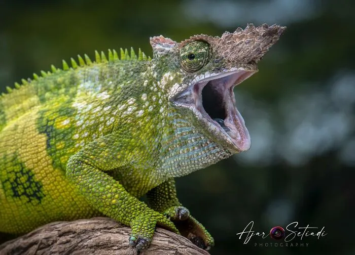 Magical Wildlife Photography By Ajar Setiadi (38 Pics)