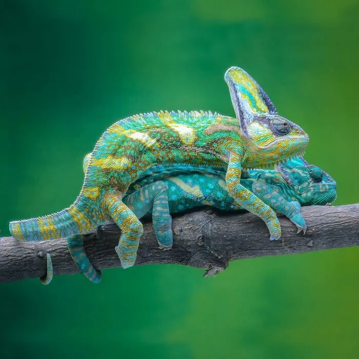 Magical Wildlife Photography By Ajar Setiadi (38 Pics)