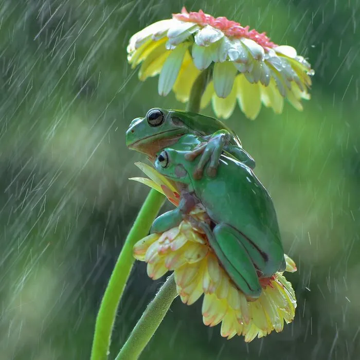 Magical Wildlife Photography By Ajar Setiadi (38 Pics)