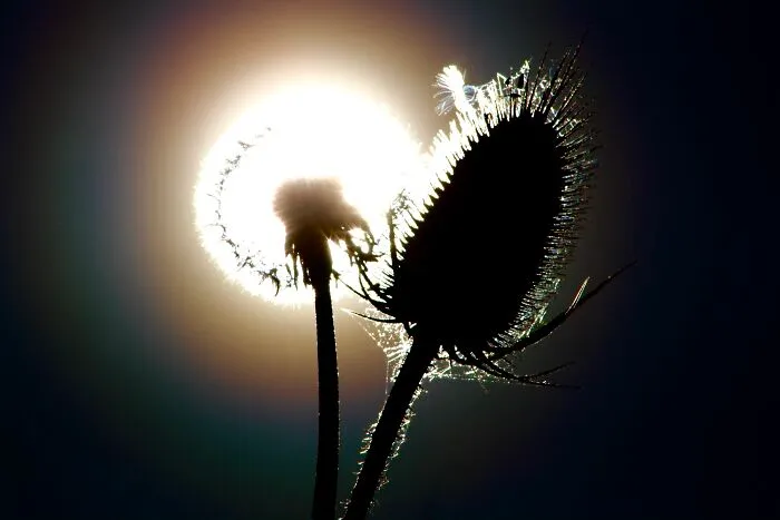My 36 Photos Of Nature That I Took While Taking A Walk