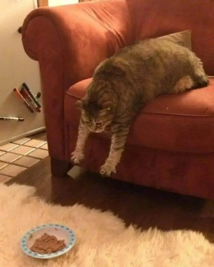 50 Cat Pics That Might Make Your Day A Little Better