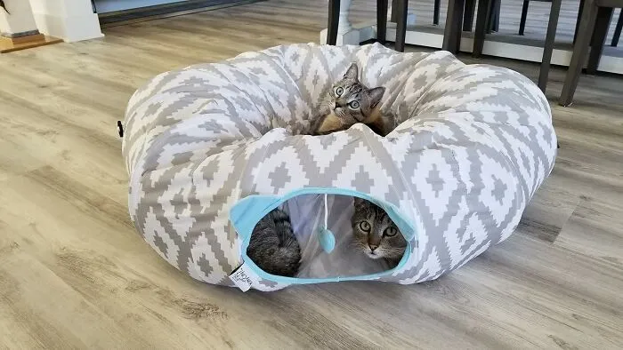 Because Sometimes Your Cat Wants To Lurk Mysteriously Through A Tube Before Immediately Collapsing For A 12-Hour Nap, There's The <a Style="Display:inline;" Href="Https://Www.amazon.com/Kitty-City-Multifunction-Central-Diameter/Dp/B07gly131j?ie=utf8&th=1&linkcode=ll1&tag=bpgazelle-20&linkid=5ca1383b543922c83ed0317d0843e7a8&language=en_us&ref_=as_li_ss_tl" Target="_blank"><span Style="Font: Inherit; Color: #d74b1f;"> Cat Tunnel Bed </Span>