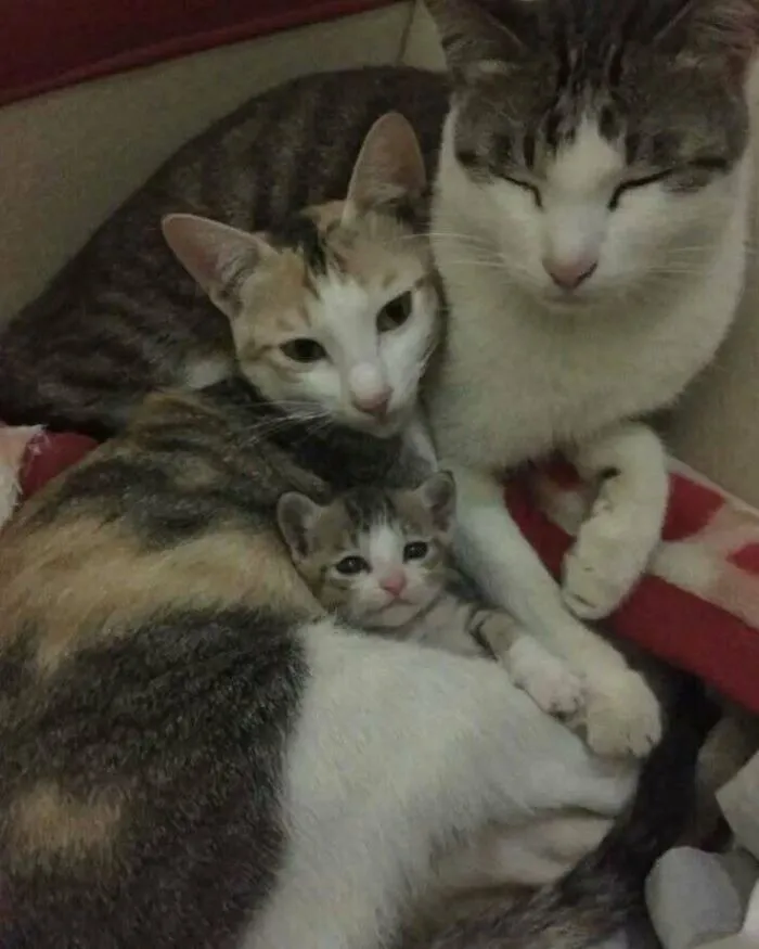 50 Cat Pics That Might Make Your Day A Little Better