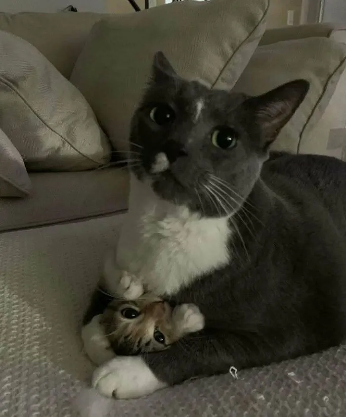 50 Cat Pics That Might Make Your Day A Little Better