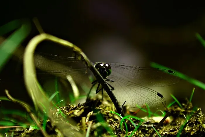 My 36 Photos Of Nature That I Took While Taking A Walk