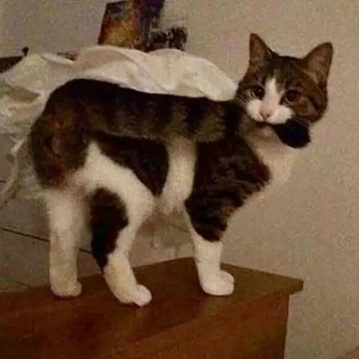 50 Cat Pics That Might Make Your Day A Little Better