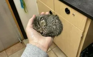 50 Cat Pics That Might Make Your Day A Little Better