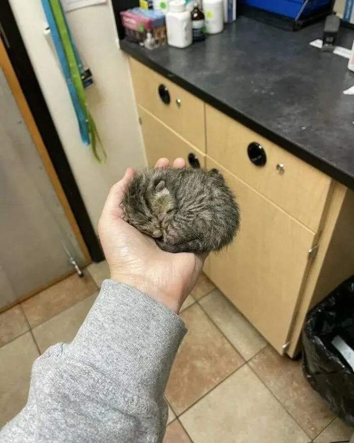 50 Cat Pics That Might Make Your Day A Little Better