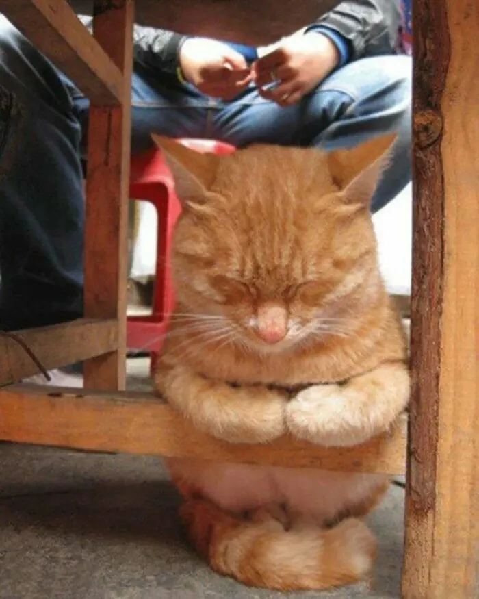 50 Cat Pics That Might Make Your Day A Little Better