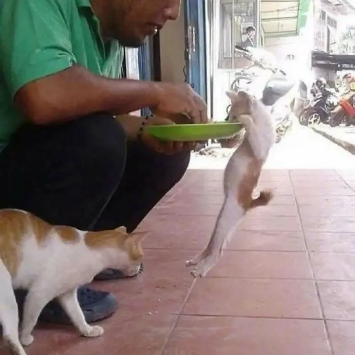 50 Cat Pics That Might Make Your Day A Little Better