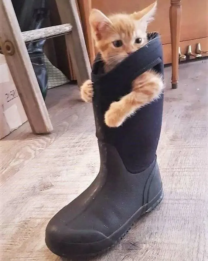 50 Cat Pics That Might Make Your Day A Little Better