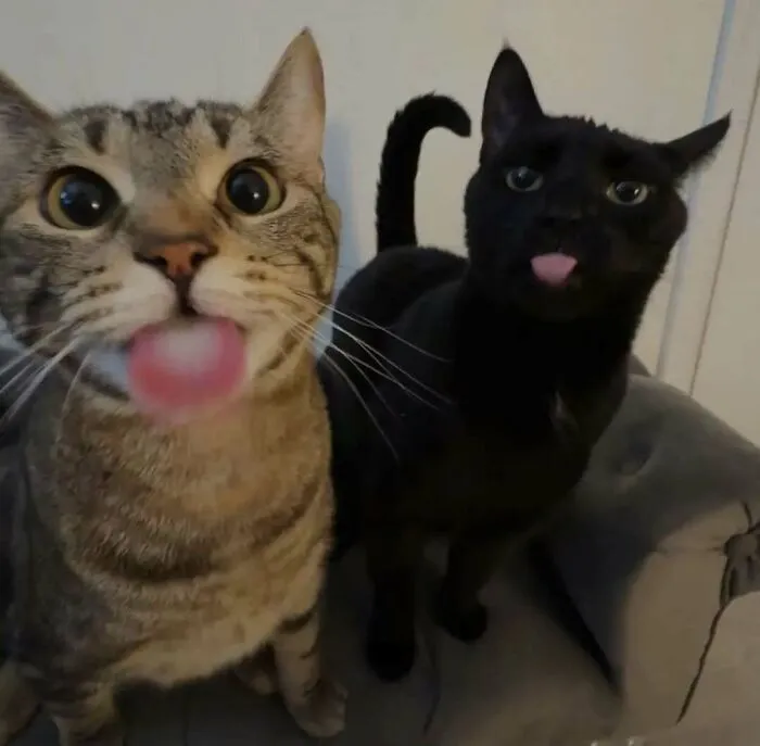 50 Cat Pics That Might Make Your Day A Little Better