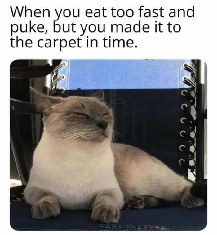 Feline Lovers Assemble, These 46 Amusing Cat Memes Might Be Just What You Need