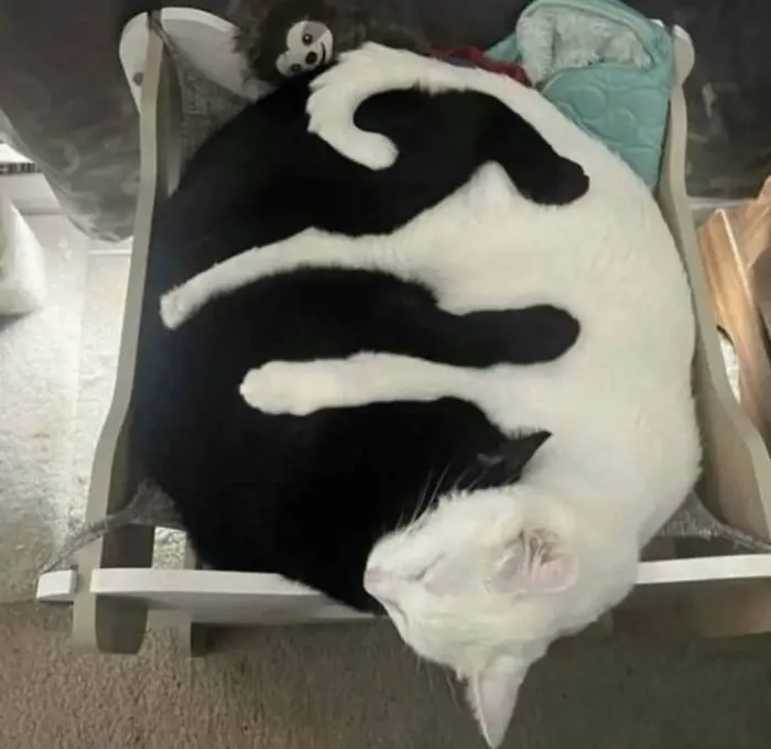 50 Cat Pics That Might Make Your Day A Little Better