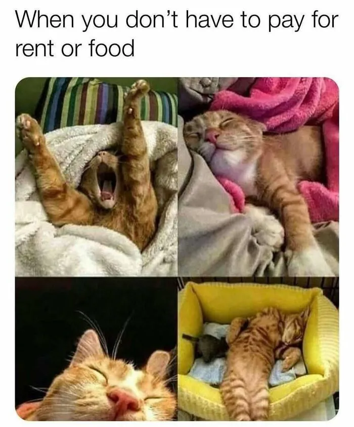 Feline Lovers Assemble, These 46 Amusing Cat Memes Might Be Just What You Need