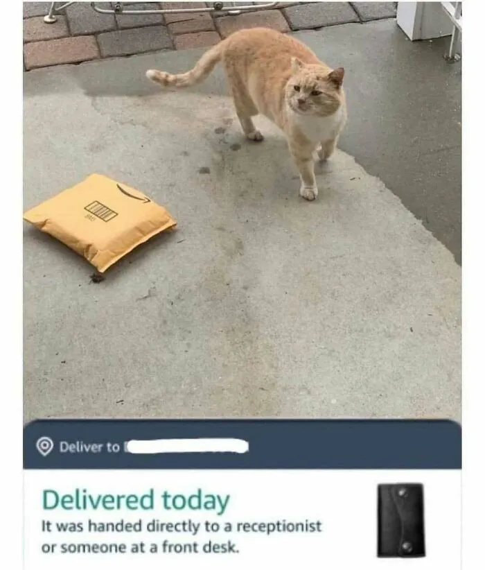Feline Lovers Assemble, These 46 Amusing Cat Memes Might Be Just What You Need
