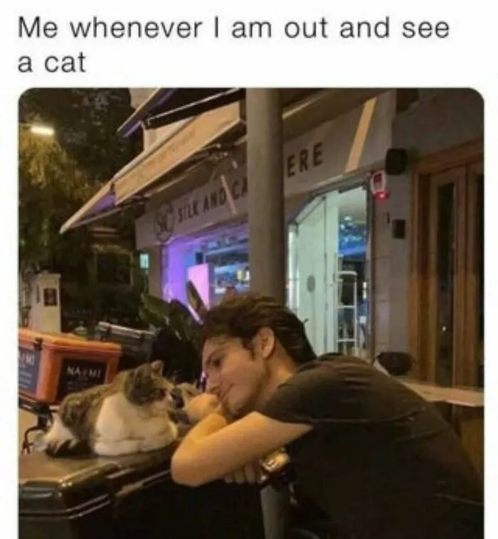 Feline Lovers Assemble, These 46 Amusing Cat Memes Might Be Just What You Need