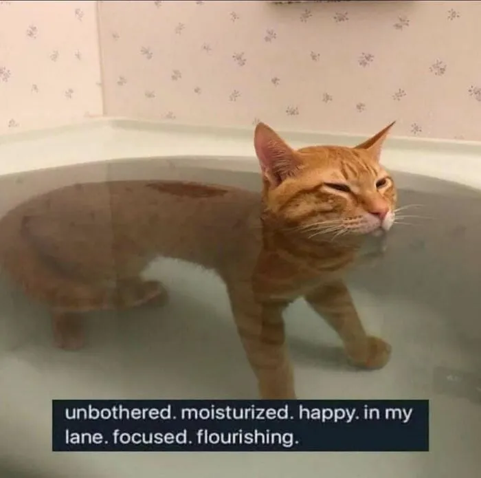 Feline Lovers Assemble, These 46 Amusing Cat Memes Might Be Just What You Need