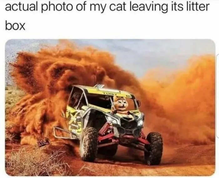 Feline Lovers Assemble, These 46 Amusing Cat Memes Might Be Just What You Need