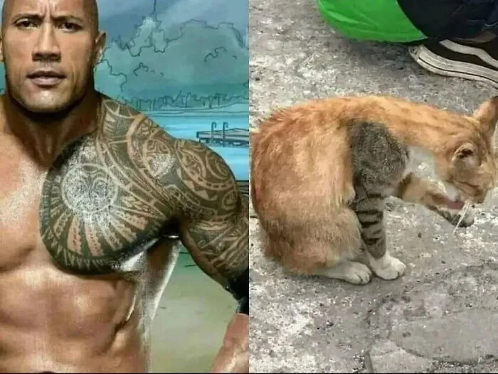 Feline Lovers Assemble, These 46 Amusing Cat Memes Might Be Just What You Need