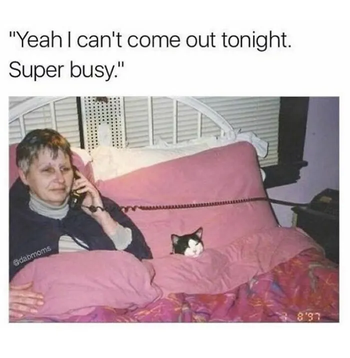 Feline Lovers Assemble, These 46 Amusing Cat Memes Might Be Just What You Need