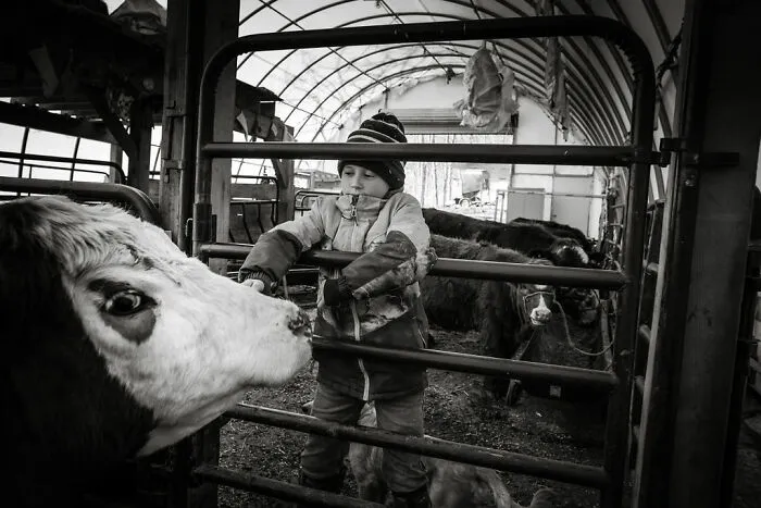 A child in winter clothing interacts with a cow inside a rural Maine barn, capturing intimate rural life moments.