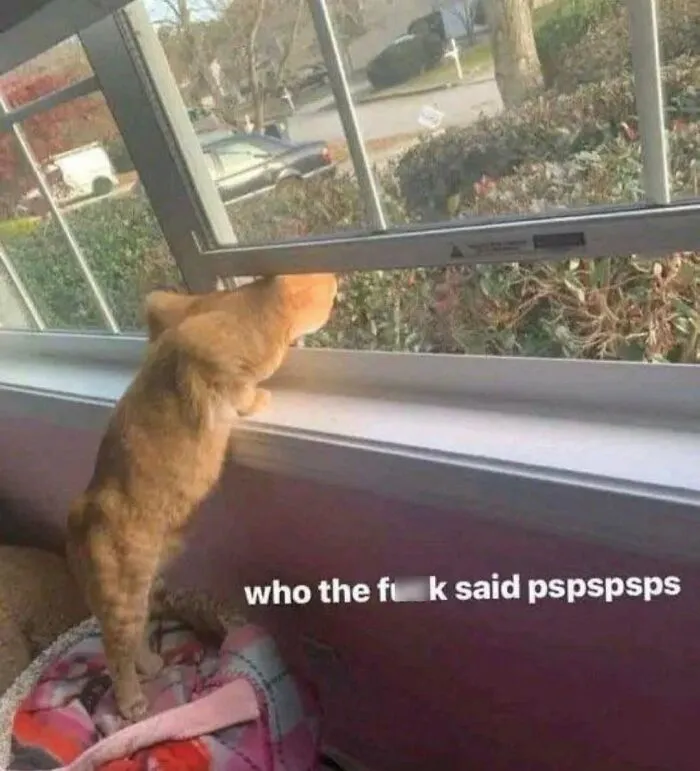 Feline Lovers Assemble, These 46 Amusing Cat Memes Might Be Just What You Need