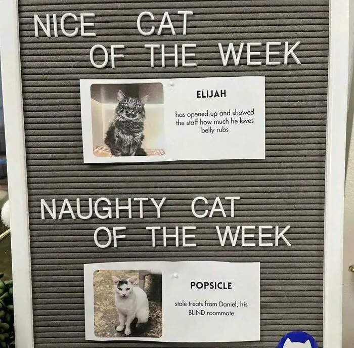 Feline Lovers Assemble, These 46 Amusing Cat Memes Might Be Just What You Need
