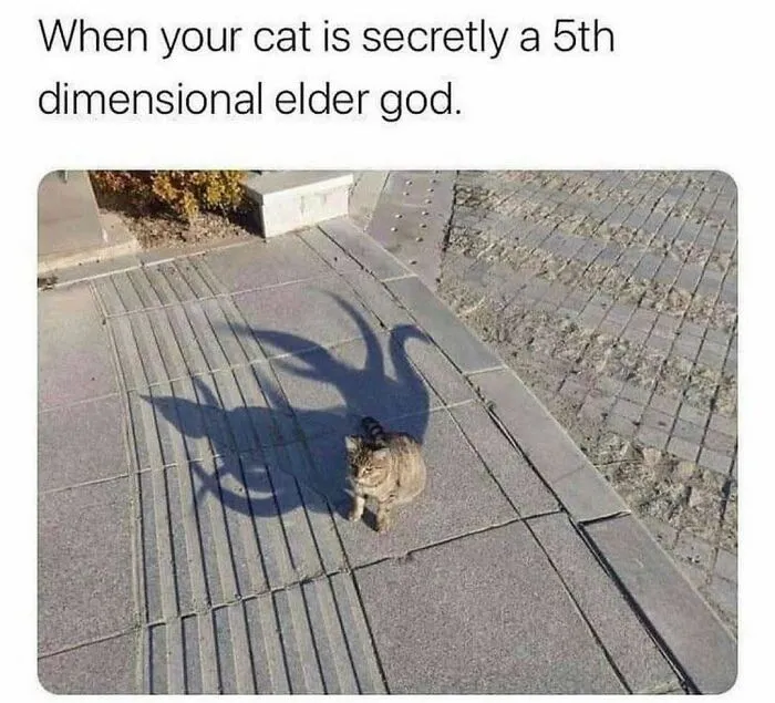 Feline Lovers Assemble, These 46 Amusing Cat Memes Might Be Just What You Need