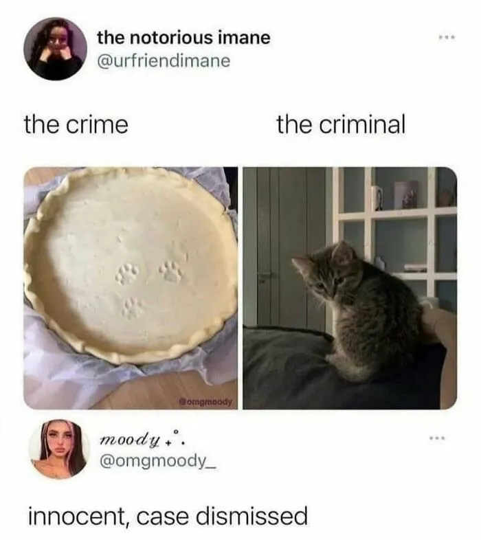 Feline Lovers Assemble, These 46 Amusing Cat Memes Might Be Just What You Need