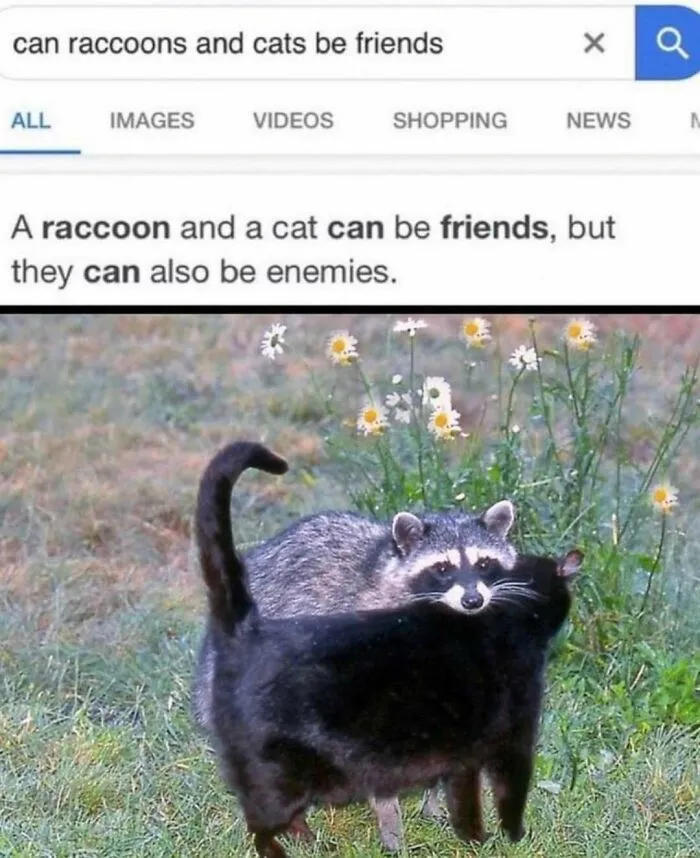 Feline Lovers Assemble, These 46 Amusing Cat Memes Might Be Just What You Need