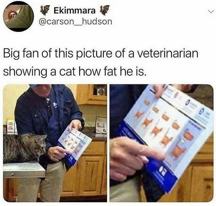 Feline Lovers Assemble, These 46 Amusing Cat Memes Might Be Just What You Need
